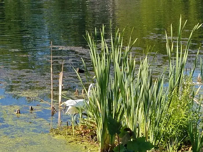 Bogue Pond Park Picture 9