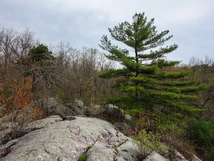 Terrace Pond North (blue trail) Picture 4