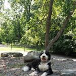 Smith Clove Dog Park