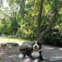 Smith Clove Dog Park ico