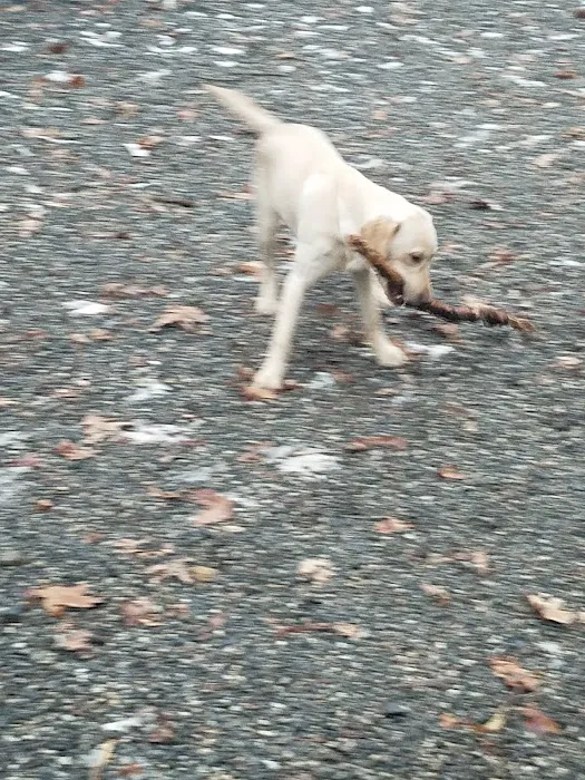 Smith Clove Dog Park Picture 9