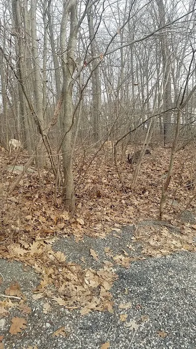 Smith Clove Dog Park Picture 7