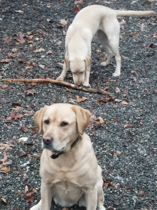 Smith Clove Dog Park Picture 6