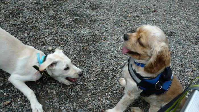 Smith Clove Dog Park Picture 5