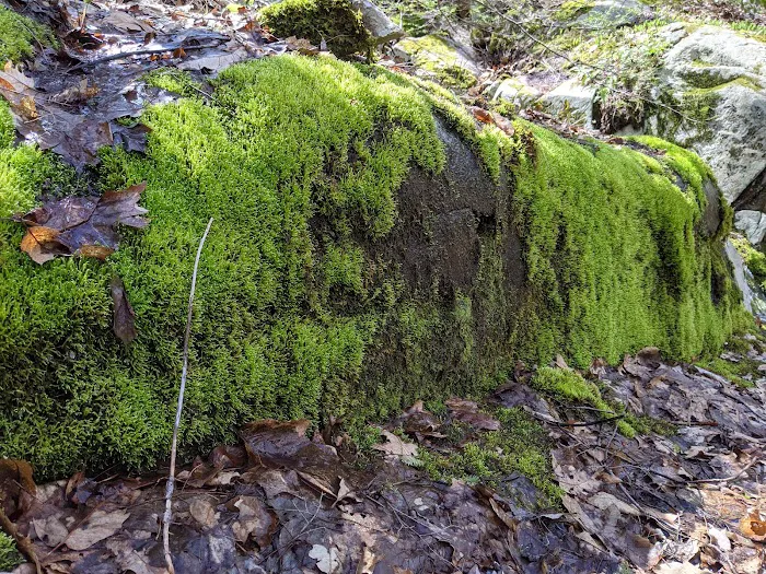Black Rock - Mineral Springs Hiking trail Picture 9