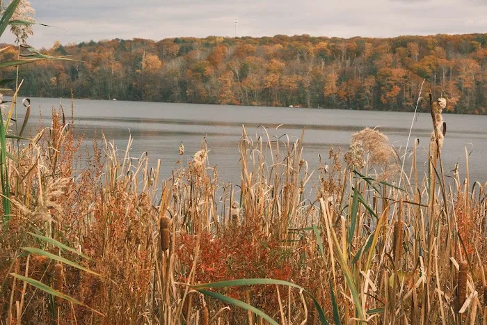 White Pond Multiple Use Area Picture 4