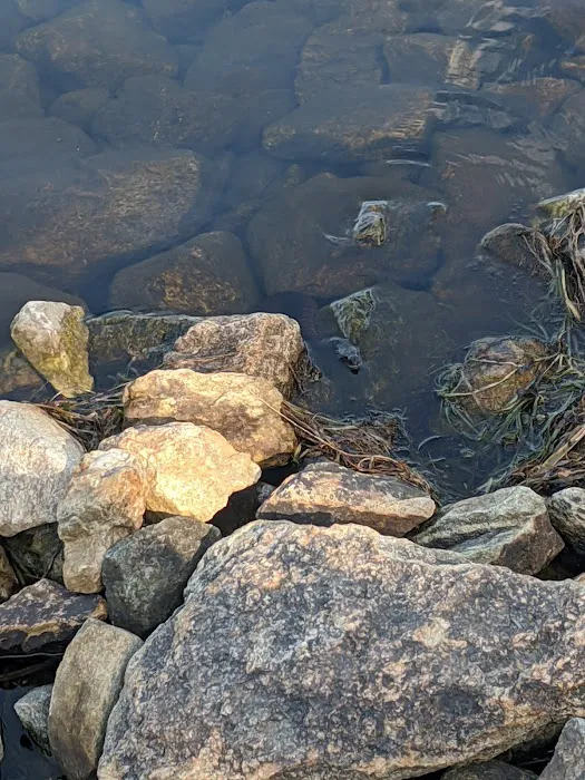 White Pond Multiple Use Area Picture 7