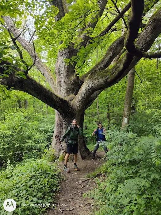 Appalachian Trail Picture 7