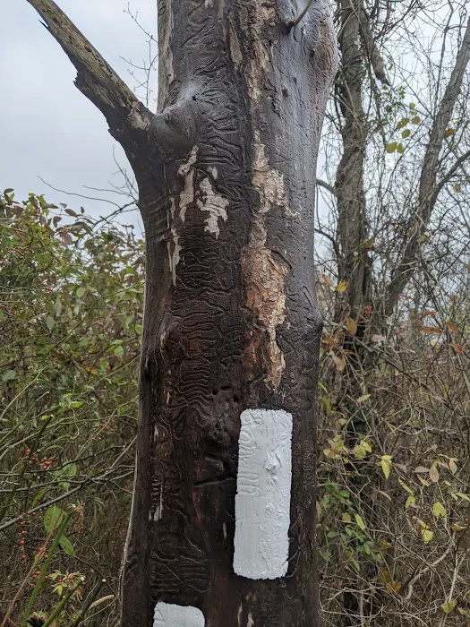 Appalachian Trail Picture 10