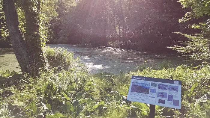Mike's Pond Picture 4