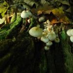 Stephenson Nature Preserve