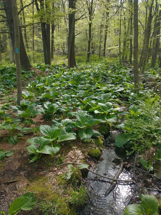 Stephenson Nature Preserve Picture 5