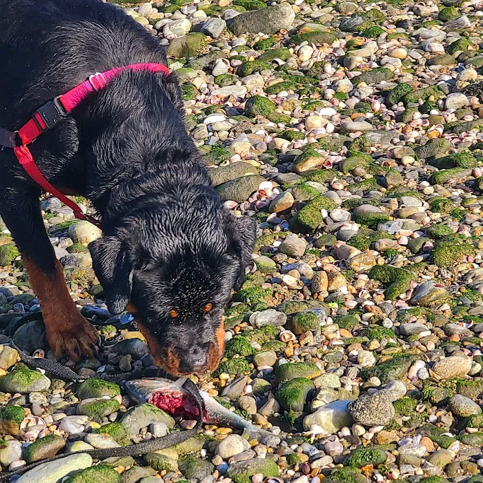 Burying Hill Beach Picture 9
