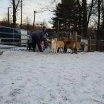Easton Dog Park
