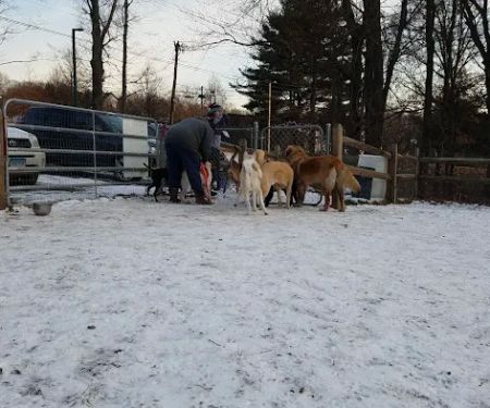 Easton Dog Park