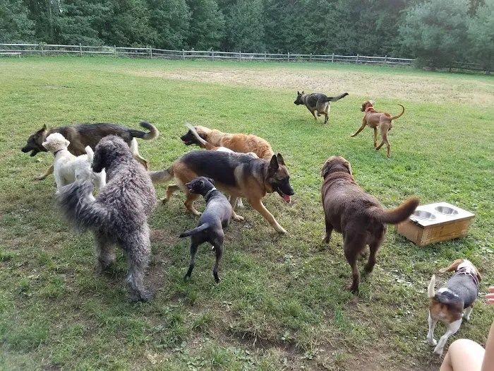 Easton Dog Park Picture 6
