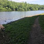 Lake Mohegan Dog Park