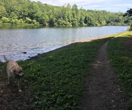 Lake Mohegan Dog Park