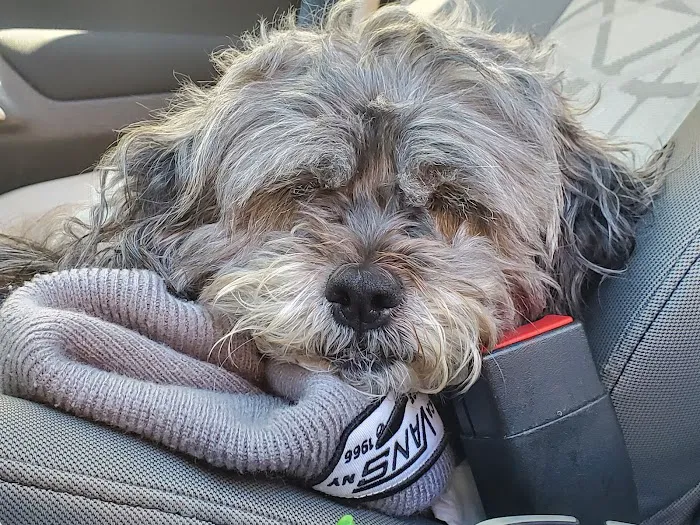 Veteran's Dog Park Picture 6