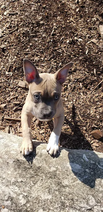 Veteran's Dog Park Picture 2