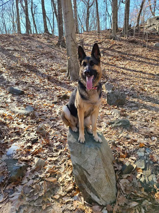 Veteran's Dog Park Picture 5