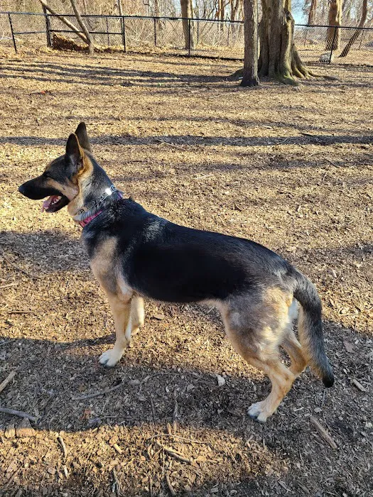Veteran's Dog Park Picture 4