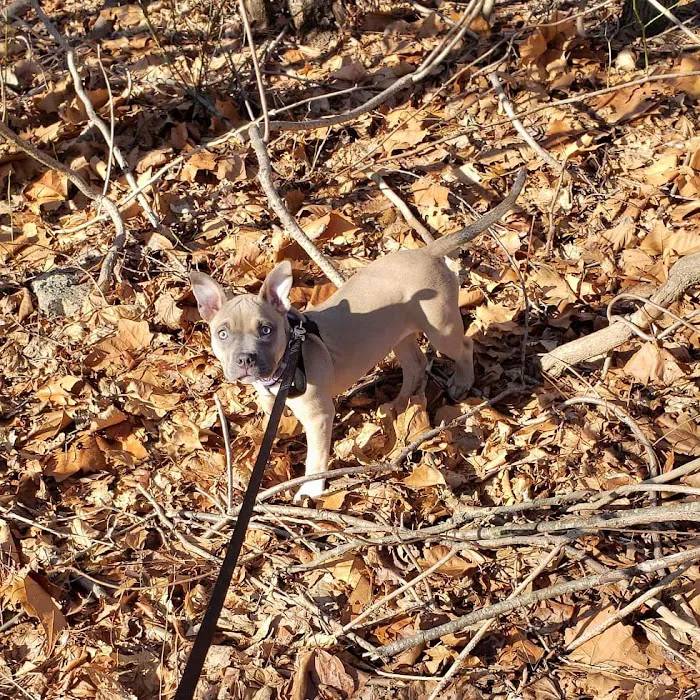 Veteran's Dog Park Picture 3