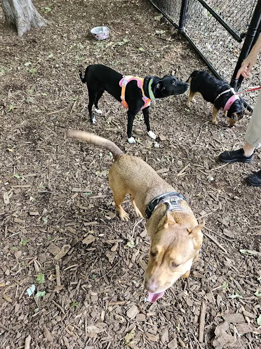 North End Dog Park Picture 1
