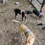 North End Dog Park