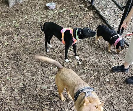 North End Dog Park