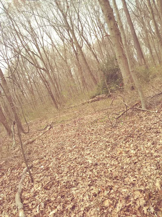 Drew Park Picture 2