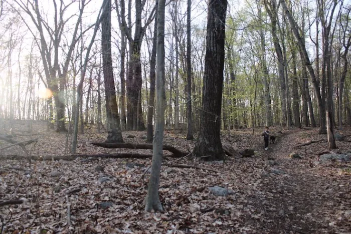 Mill Hill Open Space Picture 9