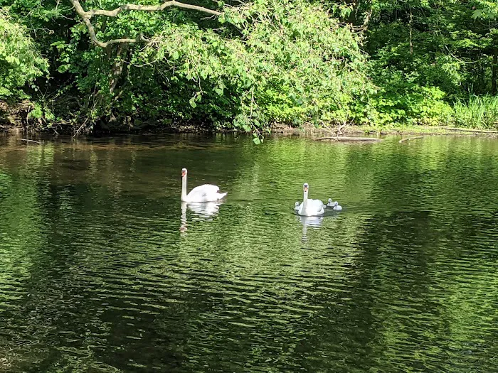 Perry's Mill Ponds Picture 10