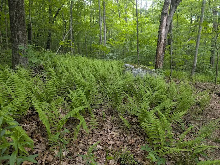 Bog Brook Unique Area Picture 2
