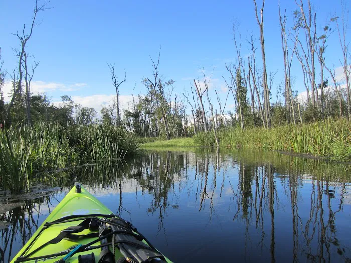 Great Swamp Picture 3