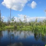 Great Swamp