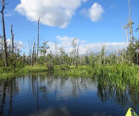 Great Swamp