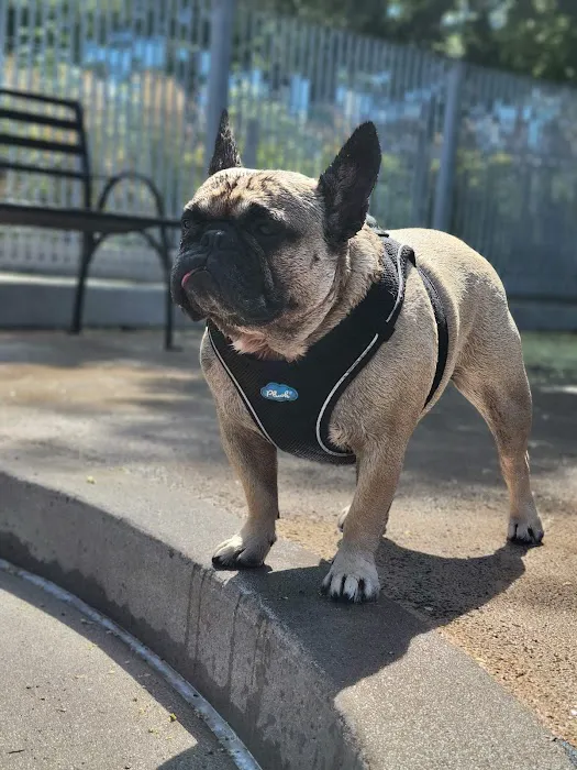 Tribeca Dog Run Picture 2