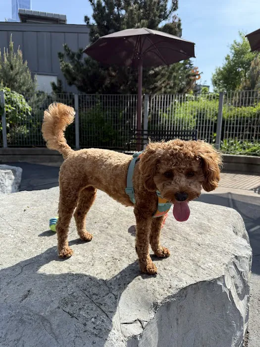 Tribeca Dog Run Picture 8