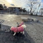 Tribeca Dog Run