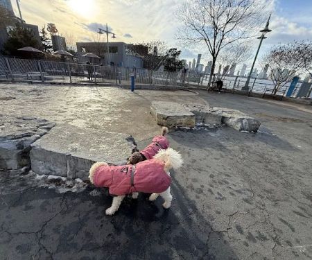 Tribeca Dog Run