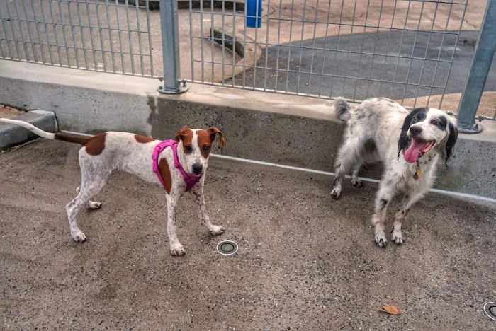 Tribeca Dog Run Picture 5