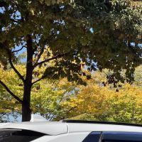 West Street Garden ico