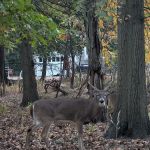 Elizabeth River Park