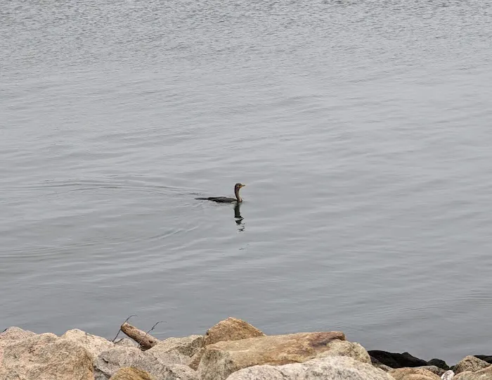 East Jetty (Kayak) Picture 2