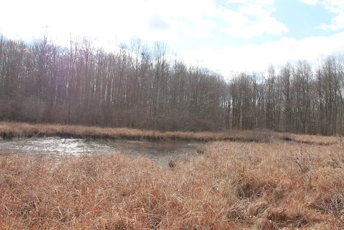 Jansen Pond Picture 1