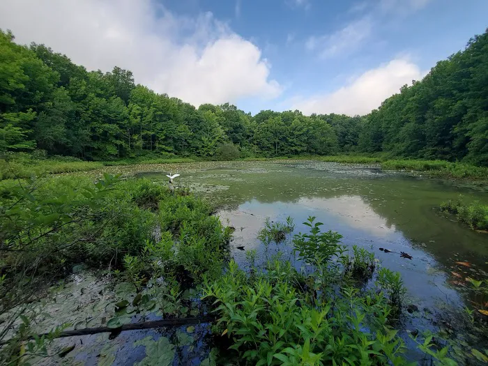 Blue Heron Pond Picture 6