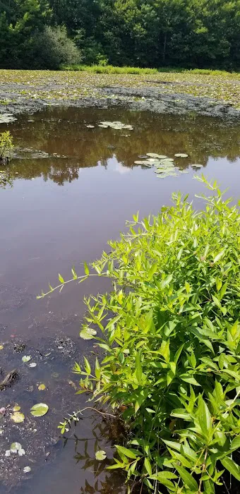 Blue Heron Pond Picture 7