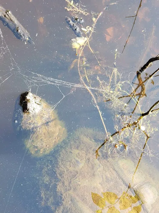 Blue Heron Pond Picture 5