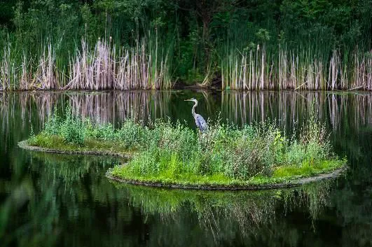 Blue Heron Pond Picture 3